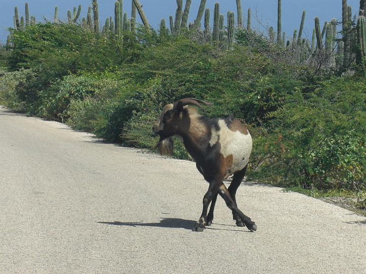 Aruba - January 2008 025.JPG